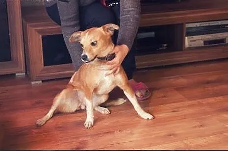 Malinka cudo nad cudami do ADOPCJI,  mazowieckie W