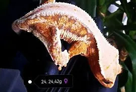 Samica gekon orzęsiony lilly white