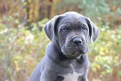 Szczeniaki Cane Corso ZKwP FCI, Mazowieckie, Gończyce