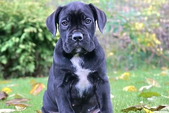 Szczeniaki Cane Corso ZKwP FCI, Mazowieckie, Gończyce