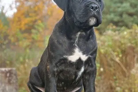 Szczeniaki Cane Corso ZKwP FCI, Mazowieckie, Gończyce