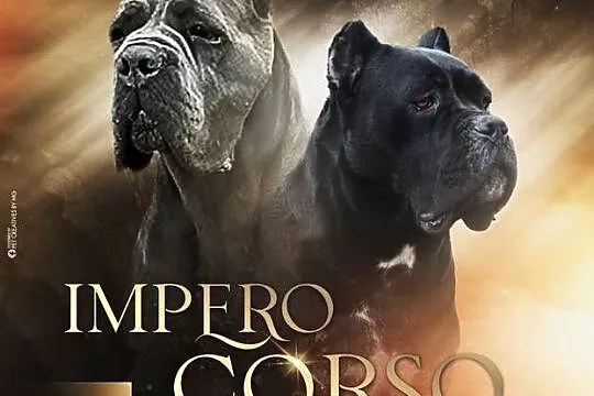 Szczeniaki Cane Corso ZKwP FCI, Mazowieckie, Gończyce