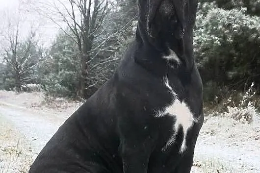 Szczeniaki Cane Corso ZKwP FCI, Mazowieckie, Gończyce