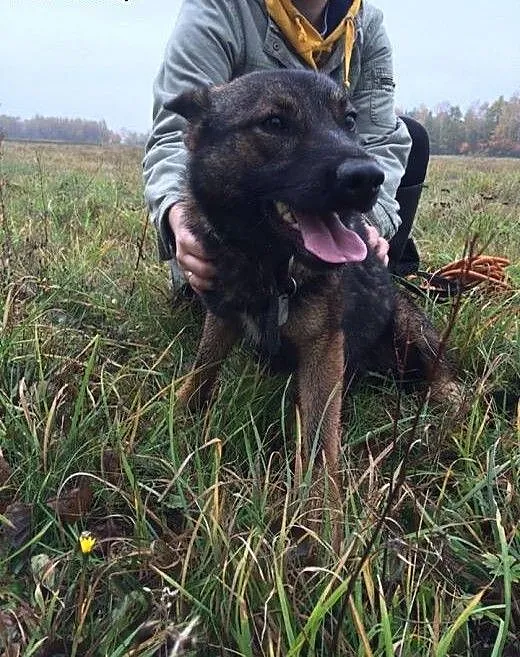 Młodziutki Spajk - w typie wilczaka do adopcji, p