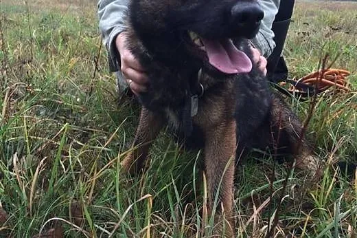 Młodziutki Spajk - w typie wilczaka do adopcji,  p