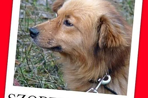 Idealny,spokojny,cichy,grzeczny,łagodny piesek średni SZOPEN.Adopcja,  dolnośląskie Wrocław