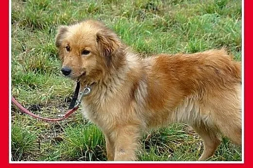 Idealny,spokojny,cichy,grzeczny,łagodny piesek śre