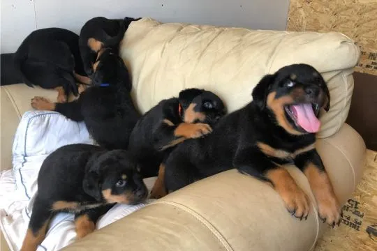 12-tygodniowe szczenięta rottweilera. Napisz do nas na WhatsApp: +27848239748