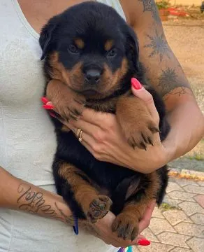 12-tygodniowe szczenięta rottweilera. Napisz do nas na WhatsApp: +27848239748, , Wrociszów Górny