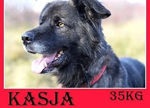 35kg, 4 lata,spokojna,przyjazna suka KASJA owczare