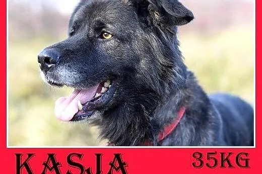 35kg, 4 lata,spokojna,przyjazna suka KASJA owczare