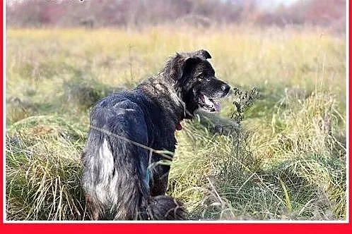 35kg, 4 lata,spokojna,przyjazna suka KASJA owczare