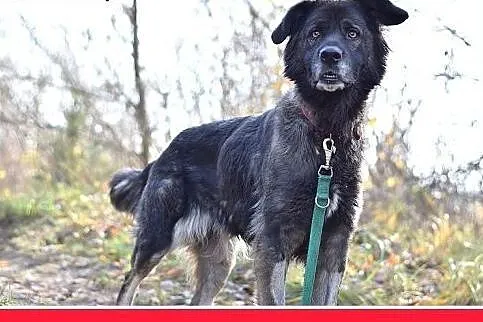 35kg, 4 lata,spokojna,przyjazna suka KASJA owczare