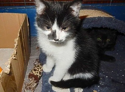 Maluszki z Moniuszki do adopcji!, łódzkie Łódź