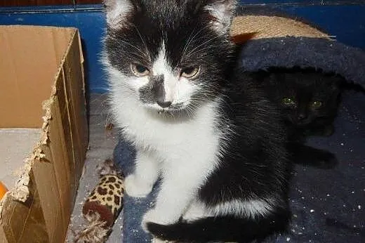 Maluszki z Moniuszki do adopcji!,  łódzkie Łódź