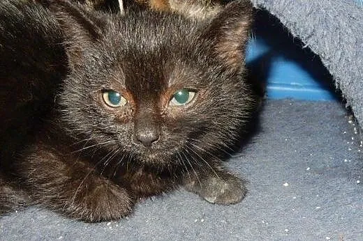 Maluszki z Moniuszki do adopcji!,  łódzkie Łódź