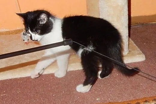 Maluszki z Moniuszki do adopcji!,  łódzkie Łódź