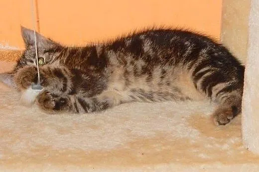 Maluszki z Moniuszki do adopcji!,  łódzkie Łódź