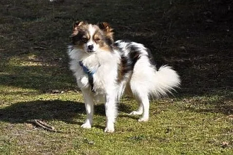 Mały długowłosy piesek, trikolor, 7 kg, adopcja.,  małopolskie Kraków