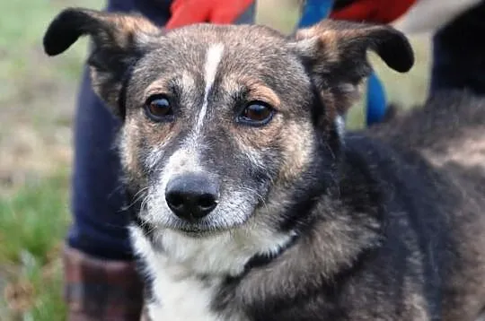 DZIUBEK niewielki piesek, piękna sierśc, adopcja