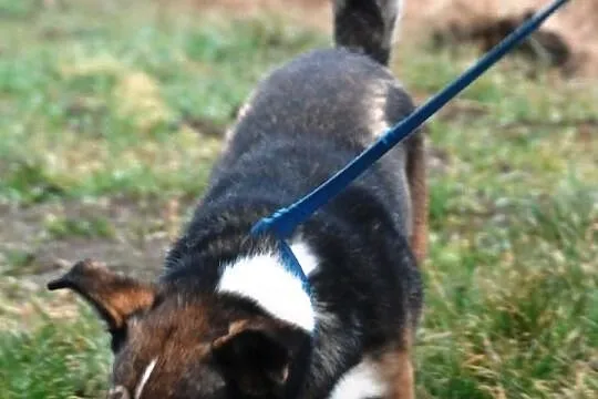 DZIUBEK niewielki piesek, piękna sierśc, adopcja