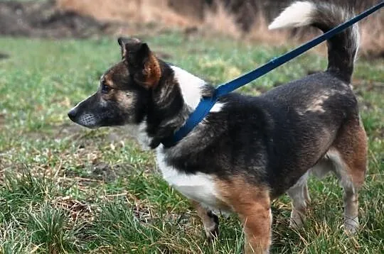 DZIUBEK niewielki piesek, piękna sierśc, adopcja