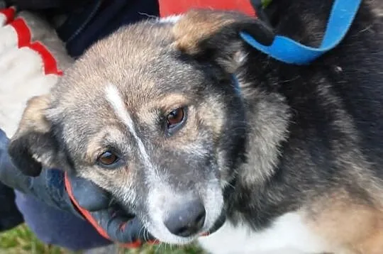 DZIUBEK niewielki piesek, piękna sierśc, adopcja