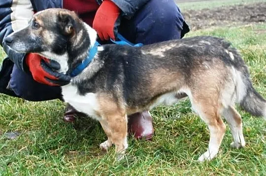 DZIUBEK niewielki piesek, piękna sierśc, adopcja
