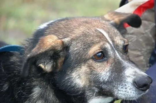 DZIUBEK niewielki piesek, piękna sierśc, adopcja
