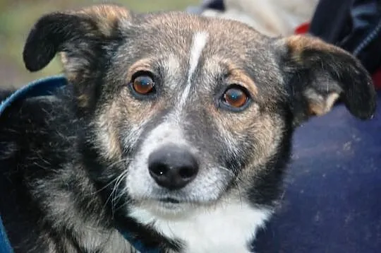DZIUBEK niewielki piesek, piękna sierśc, adopcja