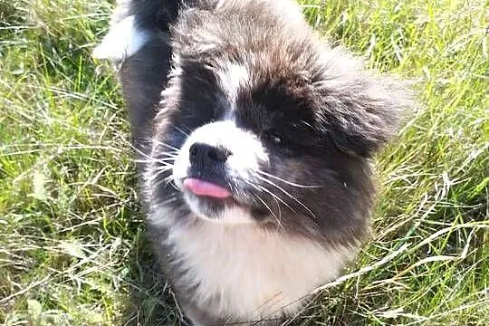 Szczenięta Japońska Akita Inu