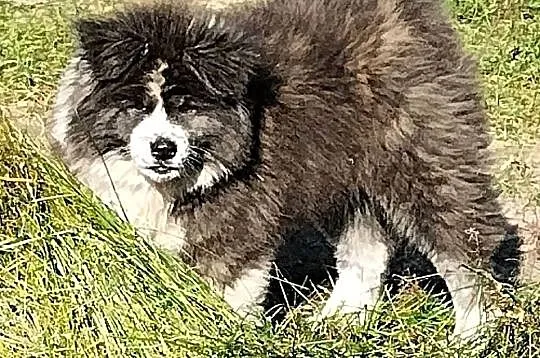 Szczenięta Japońska Akita Inu, Wielkopolskie, Międzychód