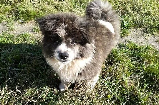 Szczenięta Japońska Akita Inu, Wielkopolskie, Międzychód
