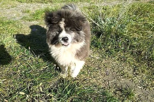 Szczenięta Japońska Akita Inu, Wielkopolskie, Międzychód