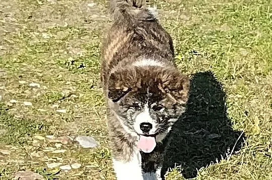 Szczenięta Japońska Akita Inu, Wielkopolskie, Międzychód