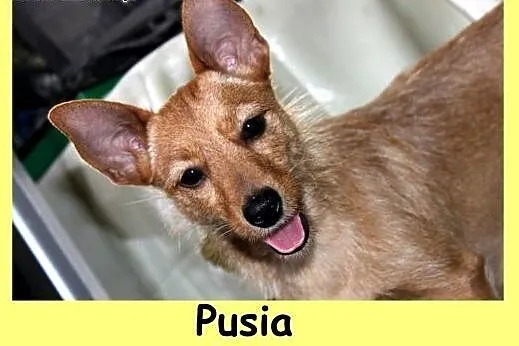 Pusia - maleńka suczka czeka na normalne życie,  ś