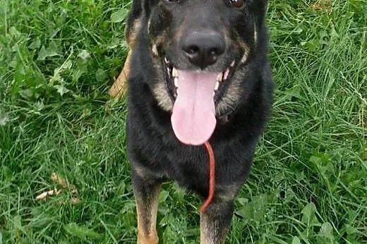 Aaaadoptuj Dyzia! Daj dom!,  mazowieckie Warszawa