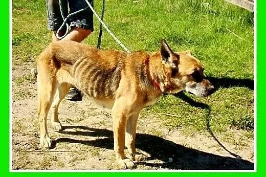 Starsza,duża,uratowana w ostatniej chwili suczka I