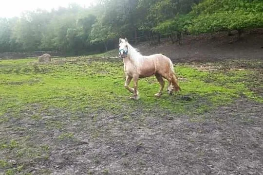 Sprzedam klacz 2,5 roku, , 