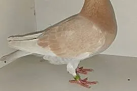 Gołębie Pocztowe Piękne Kolory