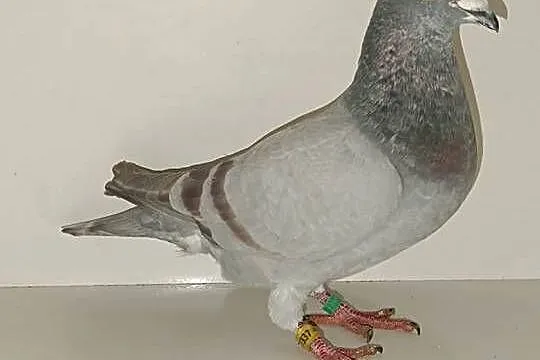 Gołębie Pocztowe Piękne Kolory, Kujawsko-pomorskie, Włocławek