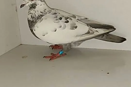 Gołębie Pocztowe Piękne Kolory, Kujawsko-pomorskie, Włocławek