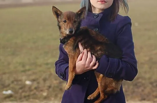 Maleńki, spokojny i porzucony – Kostek szuka domu
