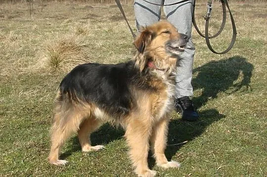 Hades niewielki towarzyski psiak ADOPCJA ŁTOnZ