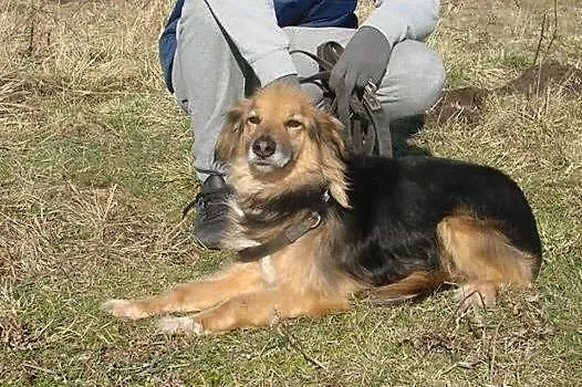 Hades niewielki towarzyski psiak ADOPCJA ŁTOnZ