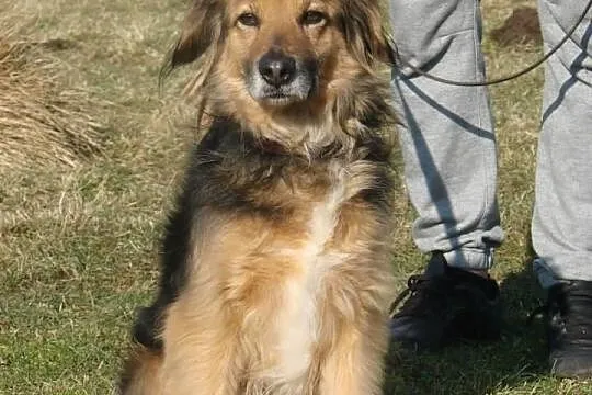 Hades niewielki towarzyski psiak ADOPCJA ŁTOnZ