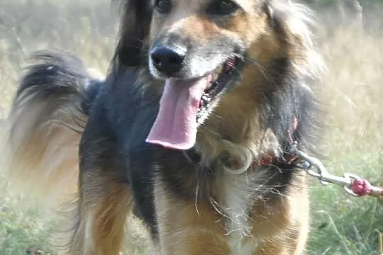 Hades niewielki towarzyski psiak ADOPCJA ŁTOnZ