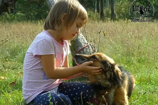 Hades niewielki towarzyski psiak ADOPCJA ŁTOnZ