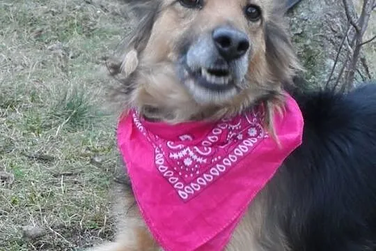 Hades niewielki towarzyski psiak ADOPCJA ŁTOnZ