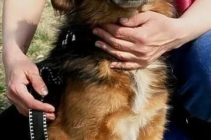 Hades niewielki towarzyski psiak ADOPCJA ŁTOnZ